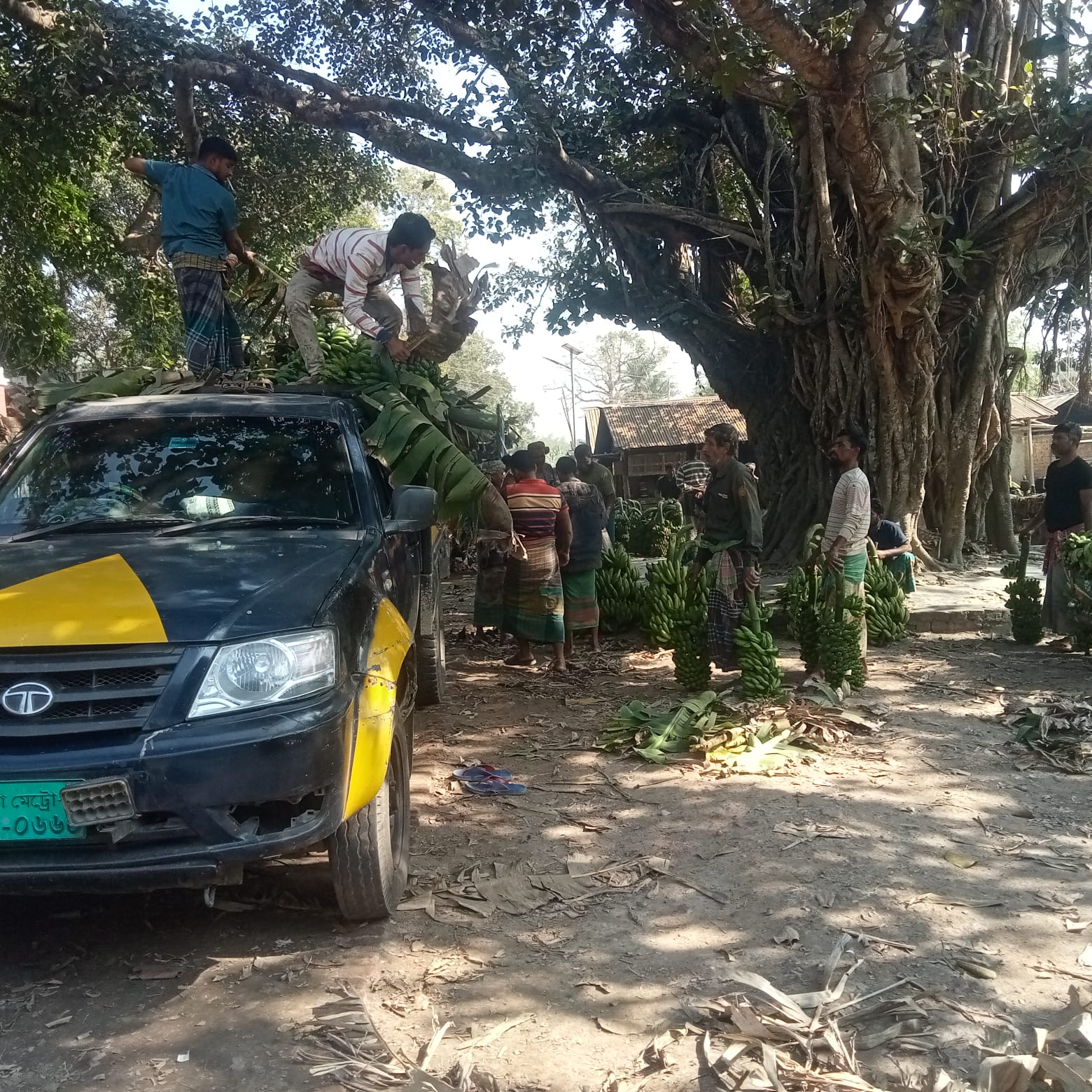 জীননগরের বিখ্যাত আনসারবাড়ীয়া কলার হাট