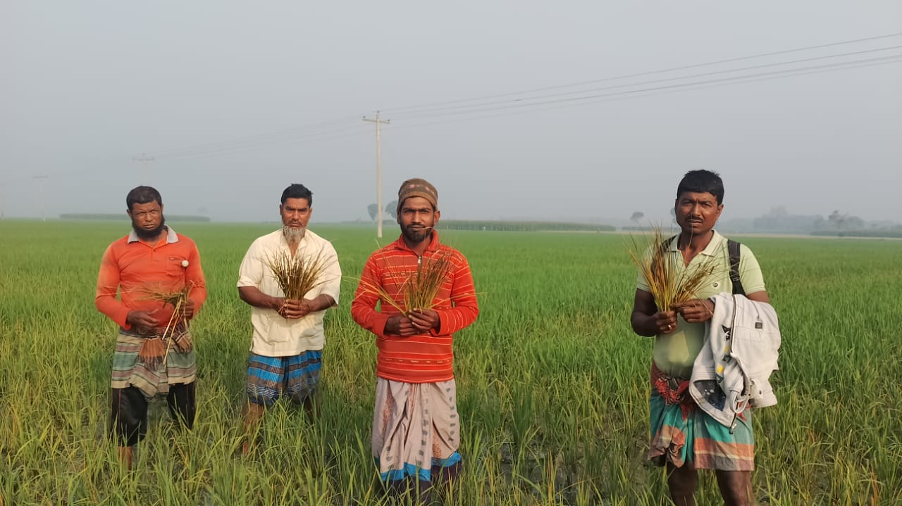কুতুবপুরে কীটনাশক দিয়ে ধান পুড়িয়ে দেওয়ার অভিযোগ