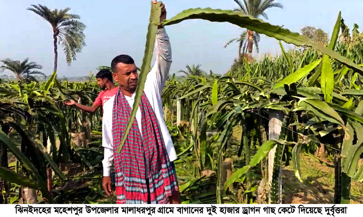 মহেশপুরে দুই হাজার ড্রাগন গাছ কেটে দিল দুর্বৃত্তরা