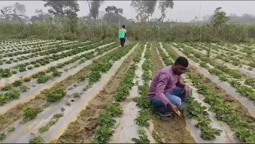 স্ট্রবেরি চাষে সফলতার স্বপ্ন বুনছেন কৃষক সজল