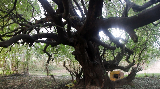 শত বছরের স্মৃতি নিয়ে দাঁড়িয়ে আছে তমাল গাছ
