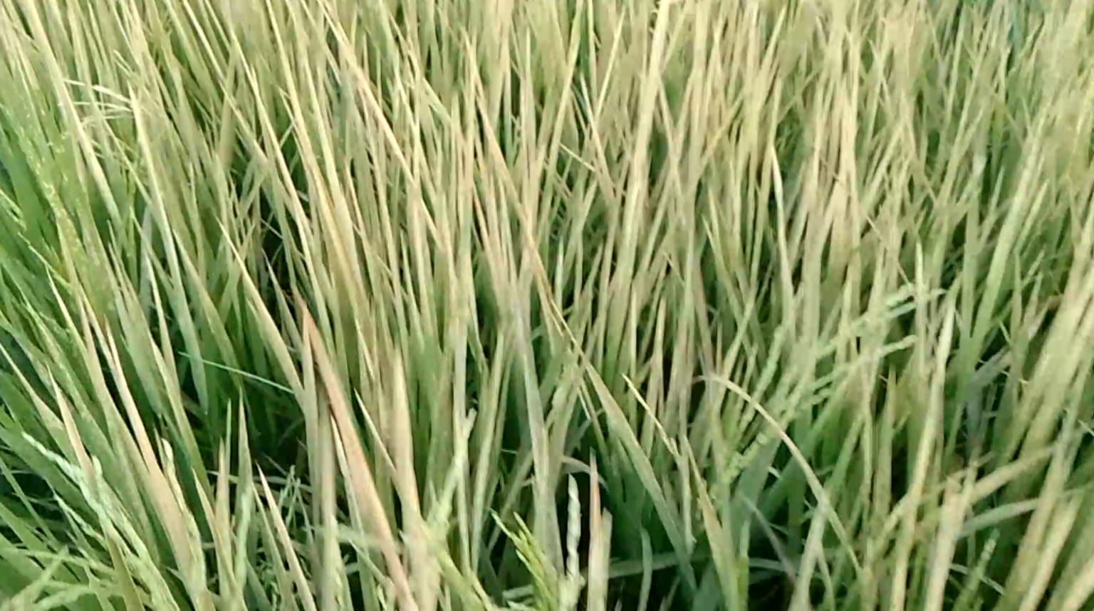 কানাইডাঙ্গায় পূর্ব শত্রুতার জেরে ৩ বিঘা জমির ধান বিষ দিয়ে নষ্ট!