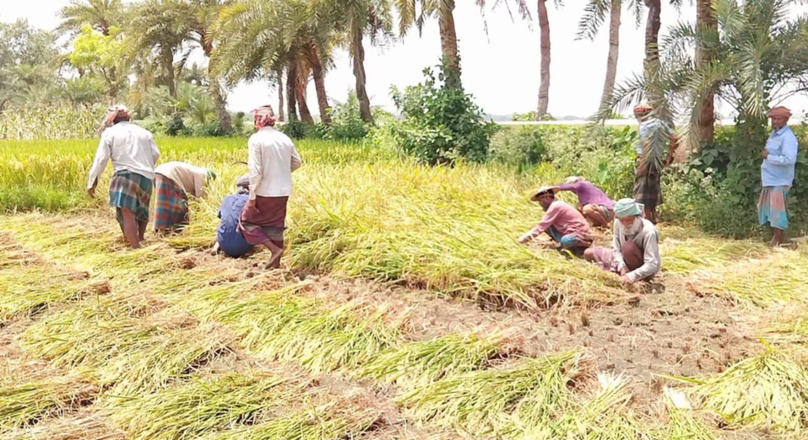 জীবননগরে মাঠভর্তি বোরো ধান, শ্রমিক সংকটে কৃষকেরা